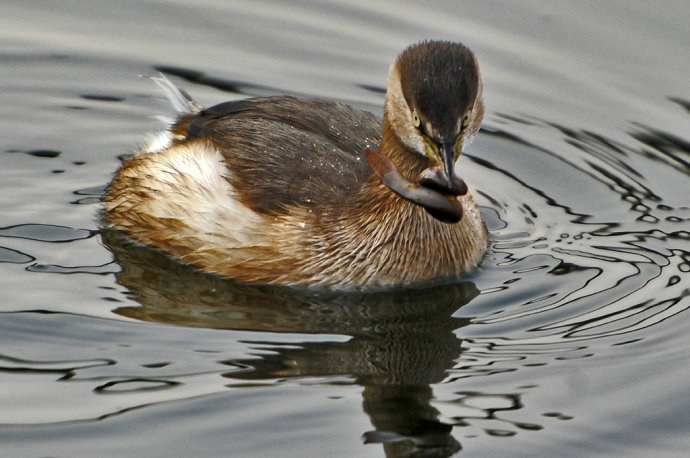 芛盘是什么意思-开云体育平台